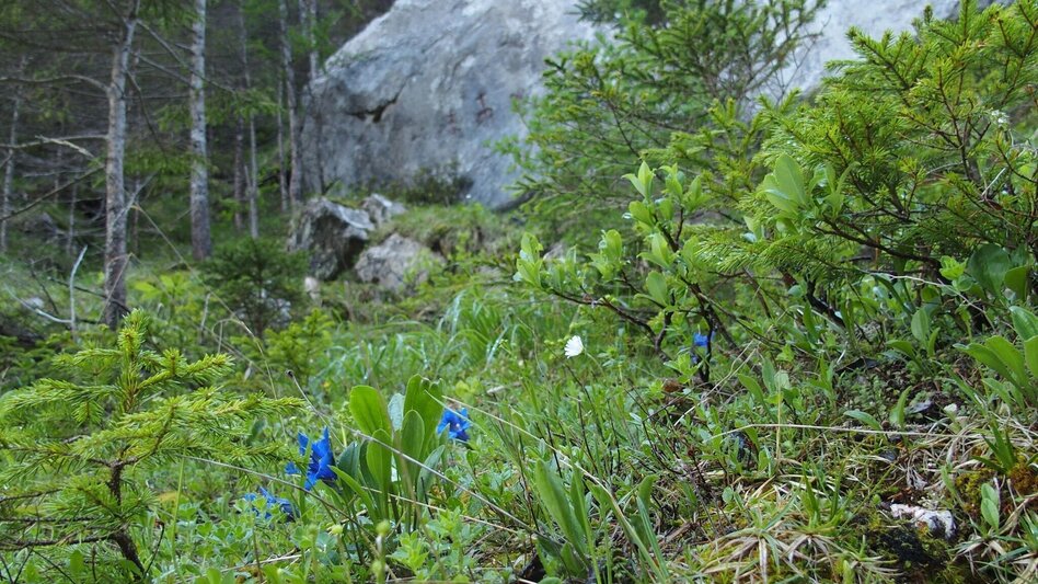Hiking route Klamm - Touren-Impression #2.5 | © Tourismusverband ERZBERG LEOBEN