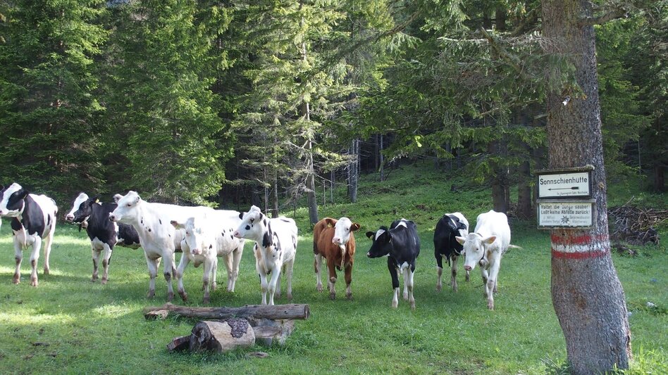 Hiking route Klamm - Touren-Impression #2.11 | © Tourismusverband ERZBERG LEOBEN