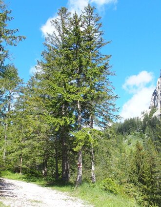 Alte Jassingstraße | Michaela Muster | © FVV  Tragöß - St. Katharein