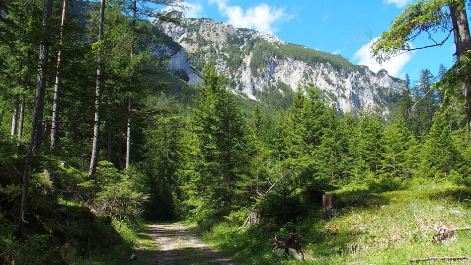 Wanderung Jassingalm - Touren-Impression #2.3 | © FVV  Tragöß - St. Katharein