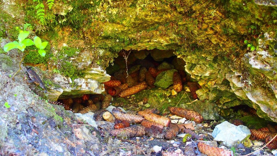 Wanderung Jassingalm - Touren-Impression #2.5 | © FVV  Tragöß - St. Katharein