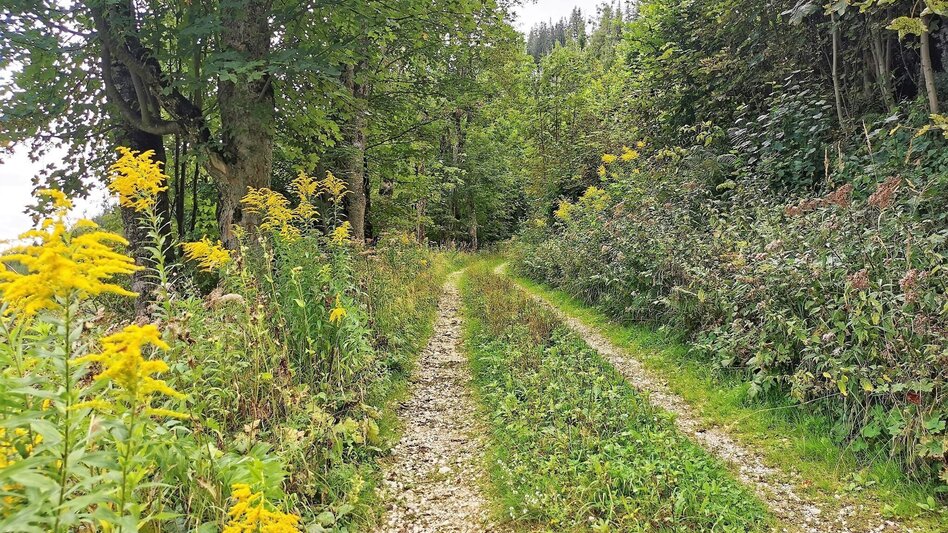 Hiking route Hike up to the Hialsegg - Touren-Impression #2.3 | © FVV  Tragöß - St. Katharein