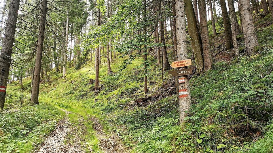 Hiking route Hike up to the Hialsegg - Touren-Impression #2.5 | © FVV  Tragöß - St. Katharein