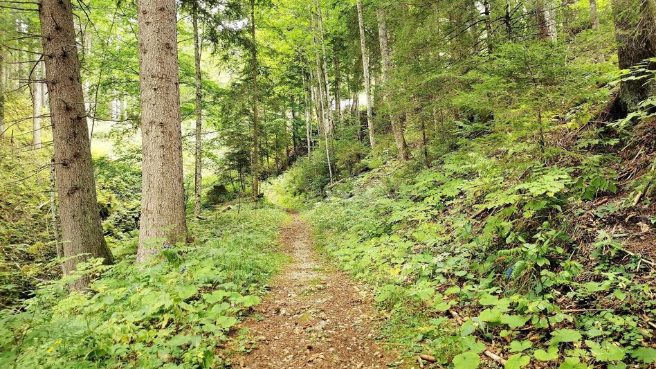 Hiking route Hike up to the Hialsegg - Touren-Impression #2.6 | © FVV  Tragöß - St. Katharein
