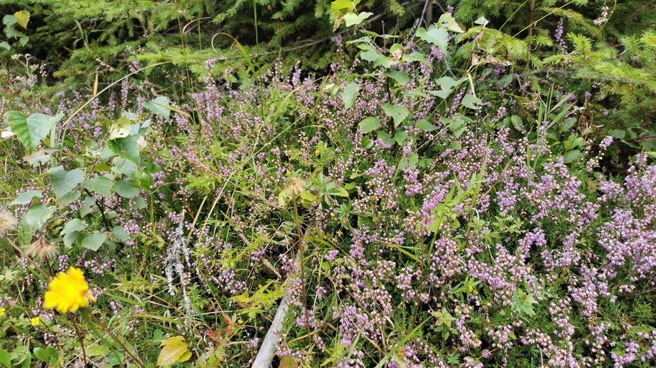 Hiking route Hike up to the Hialsegg - Touren-Impression #2.10 | © FVV  Tragöß - St. Katharein