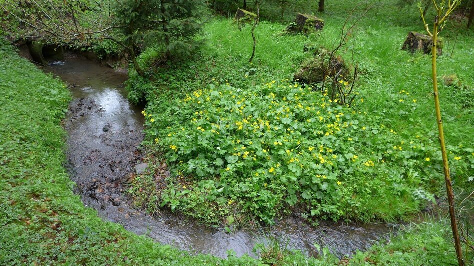 Hiking route MÜHLDORF Fischteichrunde: Hiking for young and old in Feldbach (MÜHLDORF Fischteichrunde) - Touren-Impression #2.2 | © Miteinander aktiv Feldbach