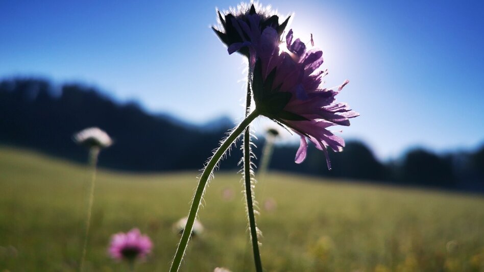 miscellaneousCyclingTour Gravelbike - Sonneck-Round - Touren-Impression #2.3 | © TV Hochsteiermark