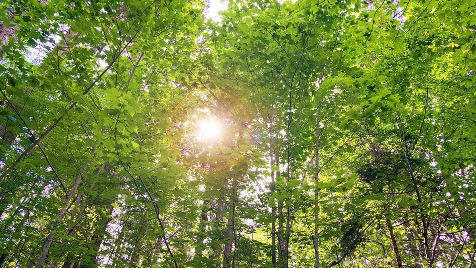 Wanderung Rundweg Tauplitz - Touren-Impression #2.5 | © Unbekannt