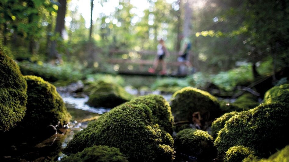 Wanderung Rundweg Tauplitz - Touren-Impression #2.6 | © TVB Ausseerland Salzkammergut