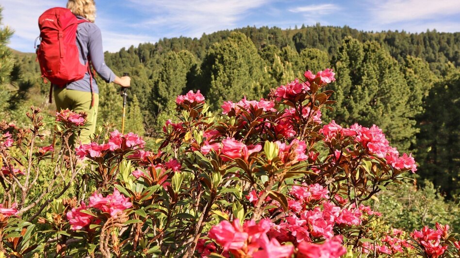 Hiking route Kreiskogel - Touren-Impression #2.2 | © Weges OG