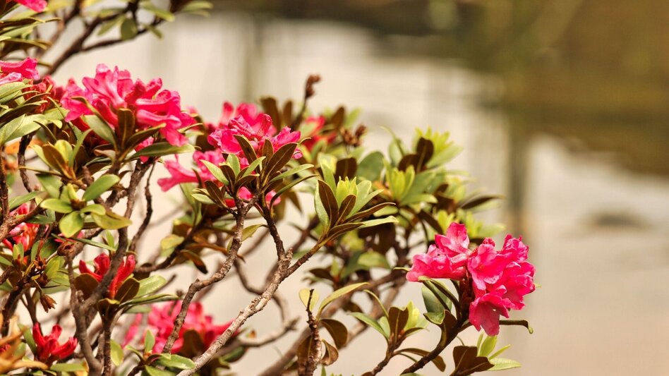 Hiking route Kreiskogel - Touren-Impression #2.8 | © Weges OG
