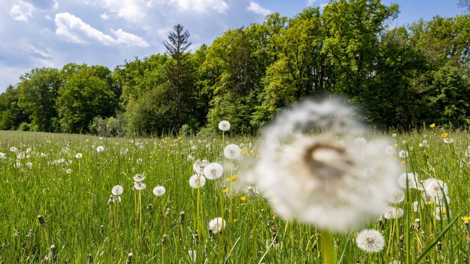 Hiking route Andritz circular route - Touren-Impression #2.1 | © Graz Tourismus