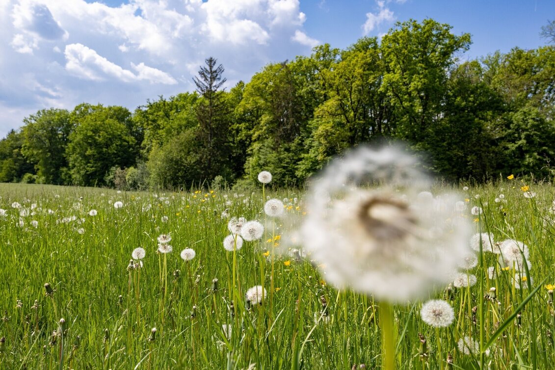 Hiking route Andritz circular route - Touren-Impression #1 | © Graz Tourismus