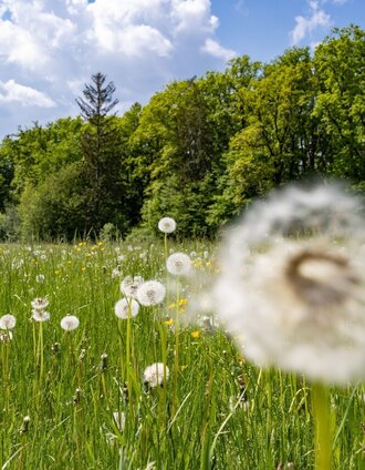 Andritzer Rundweg | Harry Schiffer | © Graz Tourismus