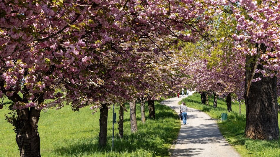 Wanderung Flanieren zwischen Rosenhain und Mariagrün - Touren-Impression #2.2 | © Region Graz