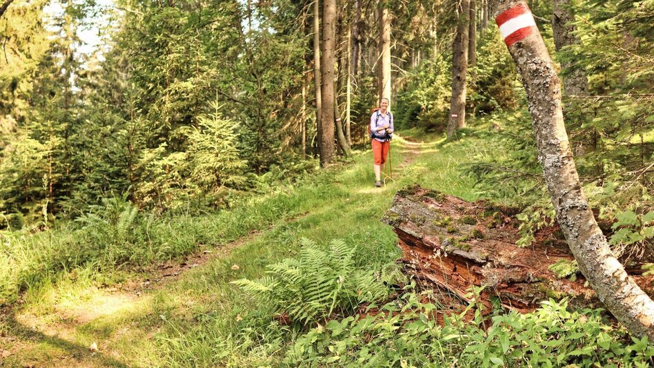 Wanderung Styrian Iron Trail - Gesamttour 10 Etappen - Touren-Impression #2.33 | © Weges OG