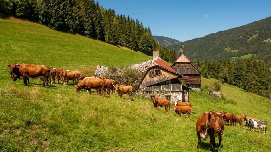 Hiking route Hiking to Gewürzalm Oppenberg - Touren-Impression #2.4 | © TV Gesäuse