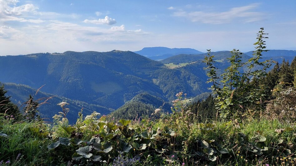 Bike Riding Dragon Tour Teichalm - Touren-Impression #2.8 | © Oststeiermark Tourismus
