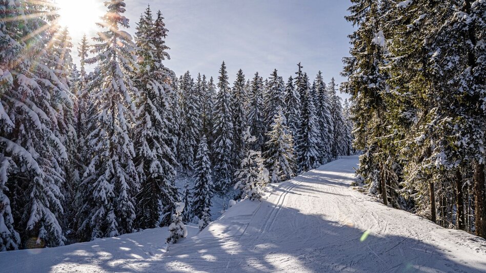 Ski nordic skating Rittisberg 1500 - Touren-Impression #2.1 | © Erlebnisregion Schladming-Dachstein
