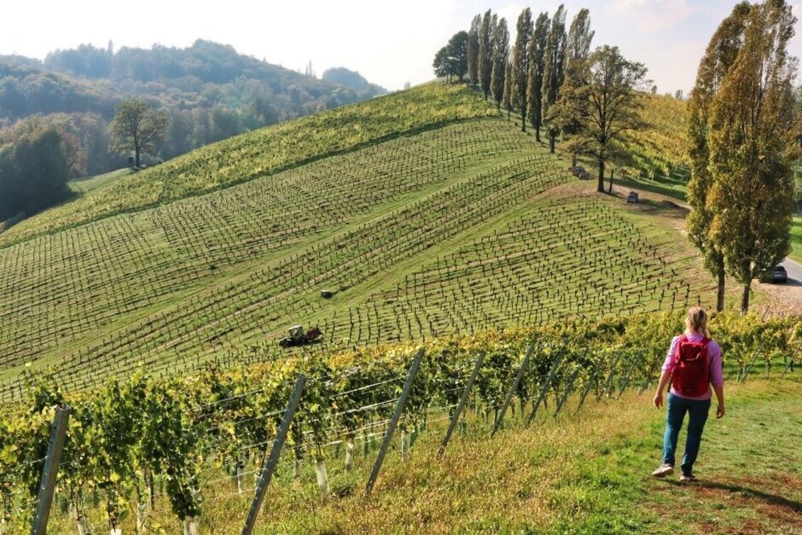 Hiking route Sernauberg, Weg 4 und 4a - Touren-Impression #1 | © TVB Südsteiermark/WEGES