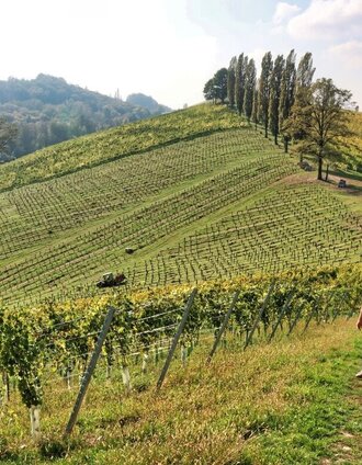 sernauberg, weg 4 und 4a_img_74638031 | WEGES | © TVB Südsteiermark/WEGES