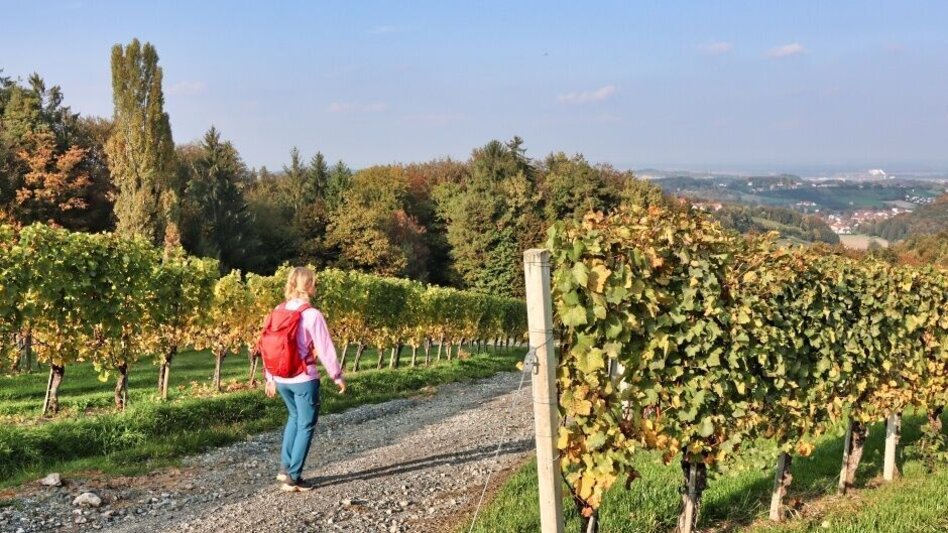 Hiking route Sernauberg, Weg 4 und 4a - Touren-Impression #2.5 | © TVB Südsteiermark/WEGES