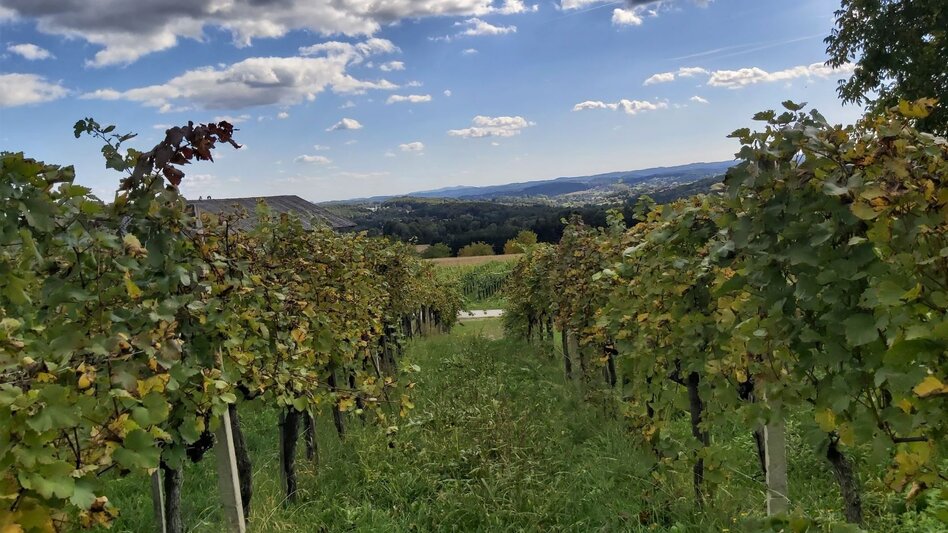 Radfahren Paradiesrunde, Stubenbergsee - Apfelland - Touren-Impression #2.7 | © Oststeiermark Tourismus
