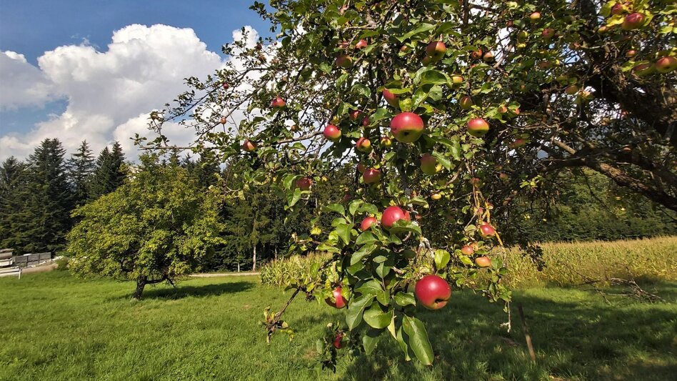Radfahren Paradiesrunde, Stubenbergsee - Apfelland - Touren-Impression #2.14 | © Oststeiermark Tourismus