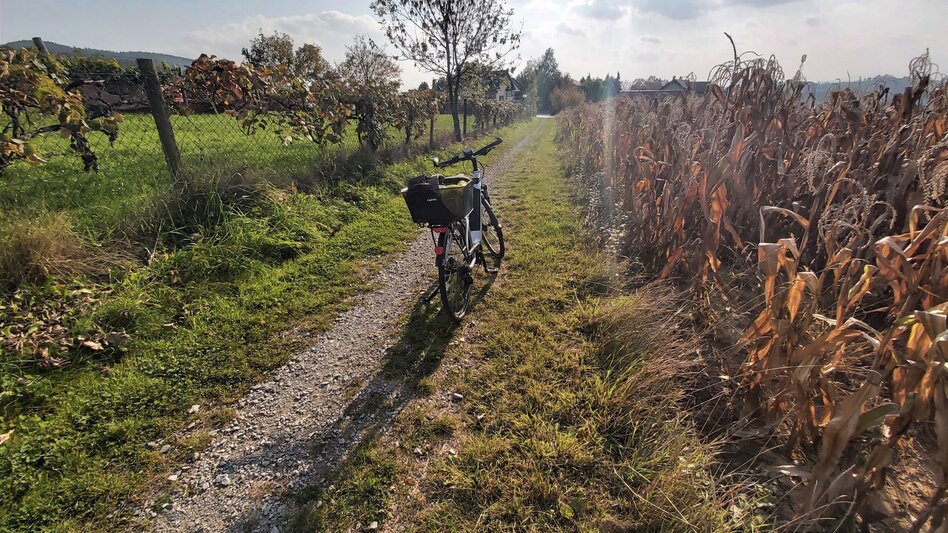 Radfahren Külml-Runde, Anger - Puch - Touren-Impression #2.9 | © Oststeiermark Tourismus