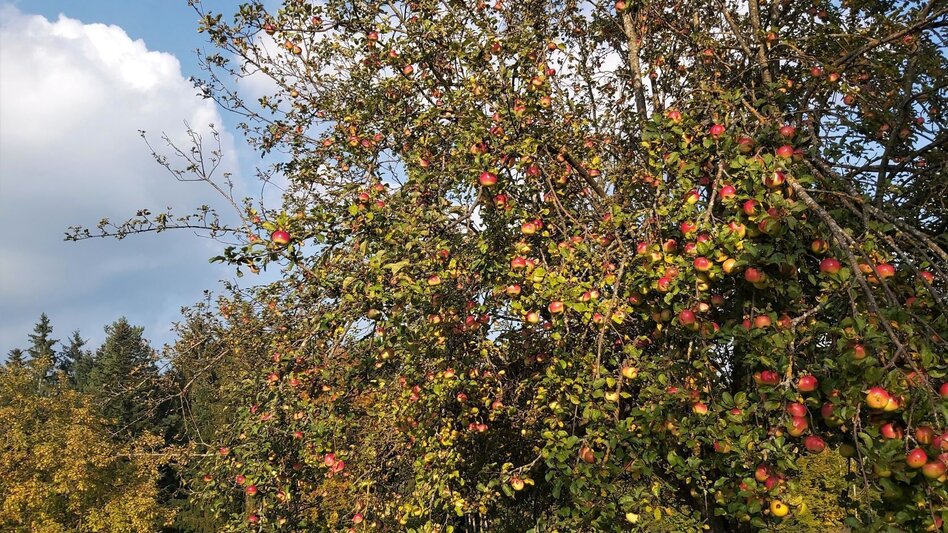 Radfahren Külml-Runde, Anger - Puch - Touren-Impression #2.12 | © Oststeiermark Tourismus