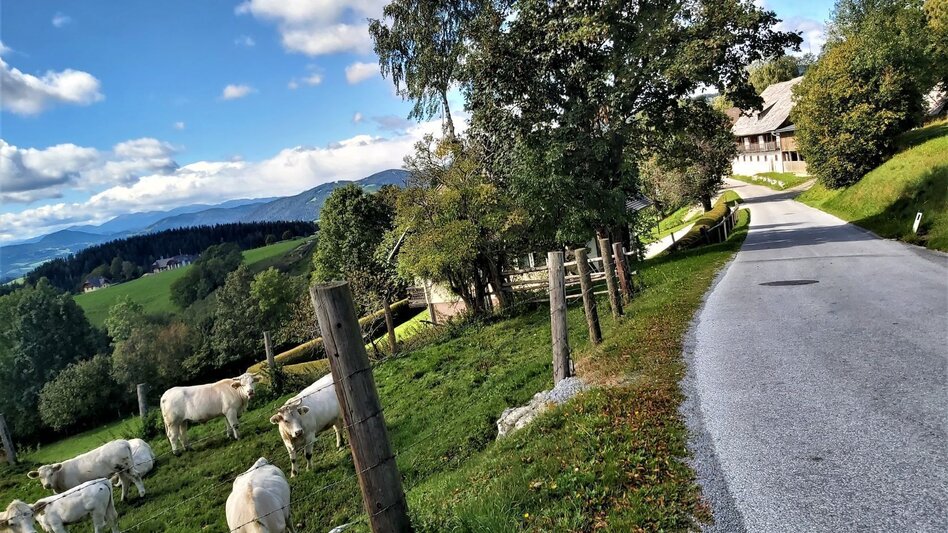 Radfahren Weizer Almenland-Radtour - Touren-Impression #2.11 | © Oststeiermark Tourismus