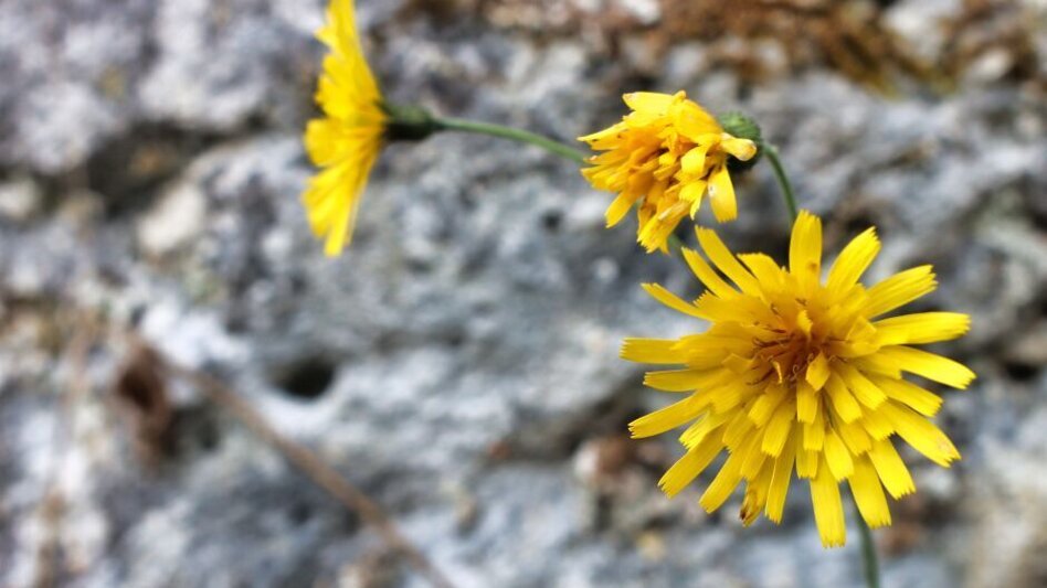 Hiking route Eppenstein Ruin - Kamper Cross - Touren-Impression #2.9 | © Weges OG