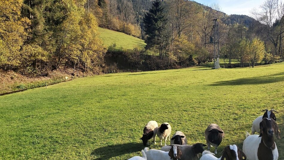 Radfahren Waldheimat Runde, Birkfeld - Touren-Impression #2.15 | © Oststeiermark Tourismus