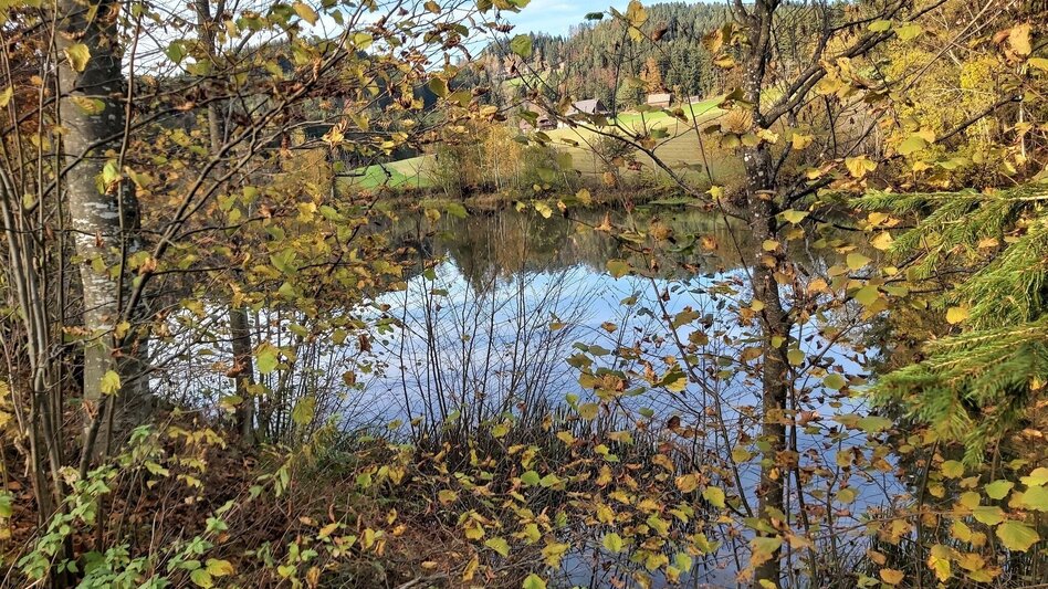 Radfahren Waldheimat Runde, Birkfeld - Touren-Impression #2.19 | © Oststeiermark Tourismus