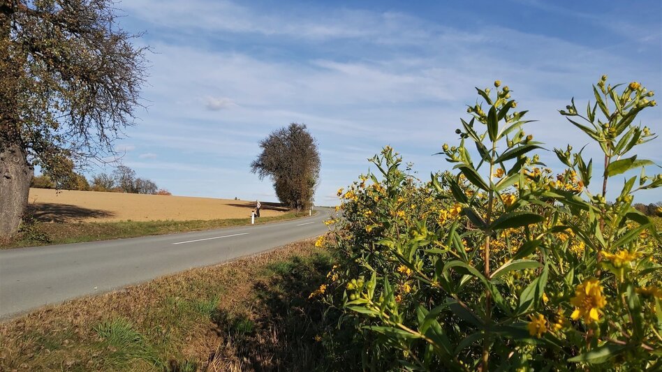 Radfahren Hilmtor Runde, Friedberg - Touren-Impression #2.8 | © Oststeiermark Tourismus