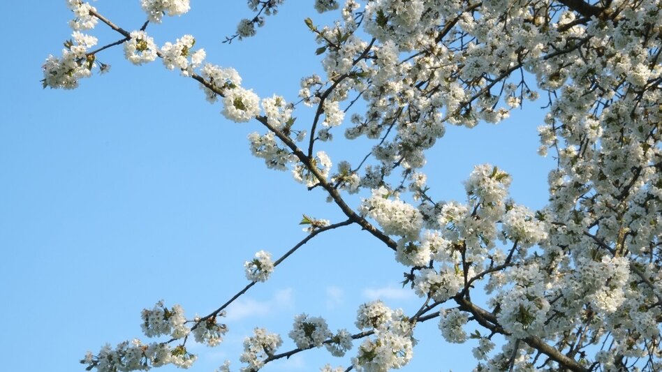 Theme path Experience path Oberlamm (ERLebenspfad Oberlamm) - Touren-Impression #2.5 | © Gemeinde Unterlamm