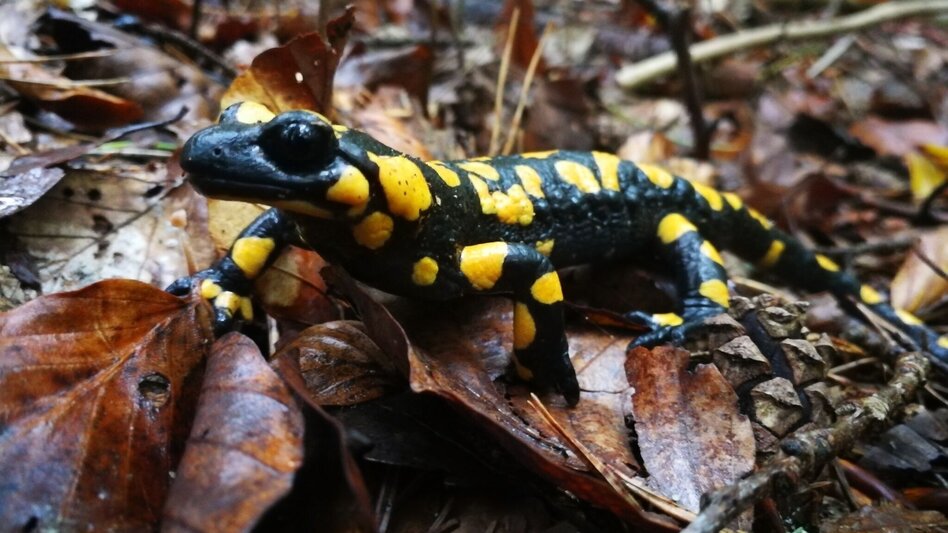 Theme path Experience path Oberlamm (ERLebenspfad Oberlamm) - Touren-Impression #2.6 | © Gemeinde Unterlamm