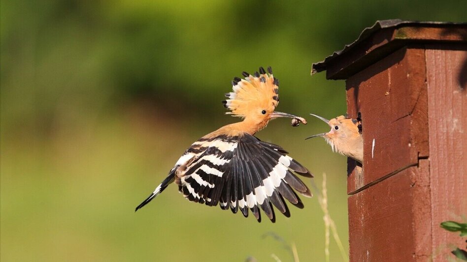 Theme path Experience path Oberlamm (ERLebenspfad Oberlamm) - Touren-Impression #2.8 | © Gemeinde Unterlamm
