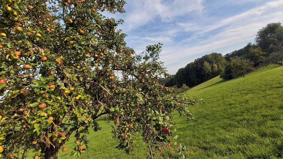 Bike Riding Obstland Tour, Weiz - Pischelsdorf - Touren-Impression #2.1 | © Oststeiermark Tourismus