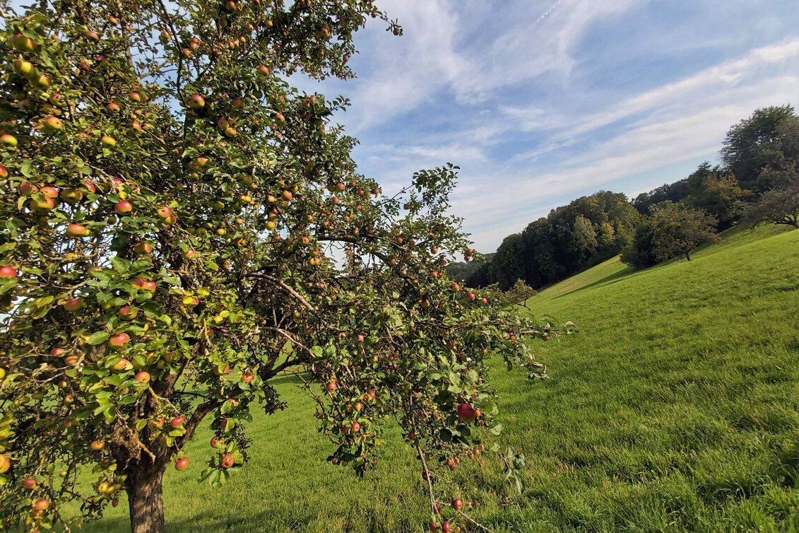 Bike Riding Obstland Tour, Weiz - Pischelsdorf - Touren-Impression #1 | © Oststeiermark Tourismus
