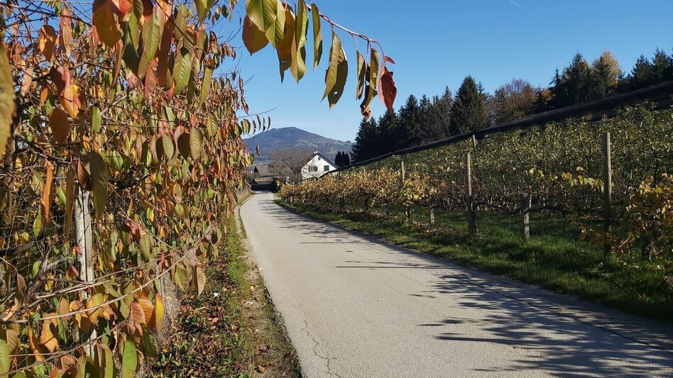 Bike Riding Obstland Tour, Weiz - Pischelsdorf - Touren-Impression #2.3 | © Oststeiermark Tourismus