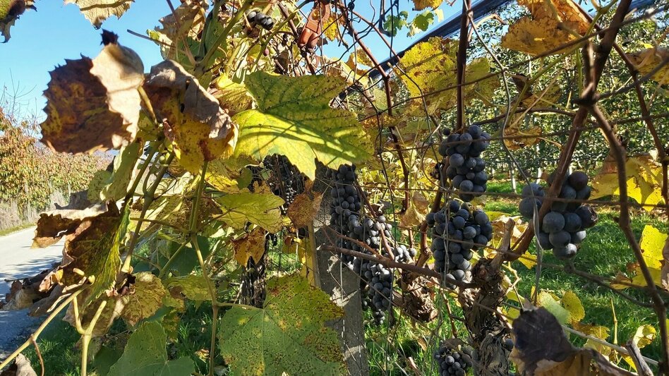 Bike Riding Obstland Tour, Weiz - Pischelsdorf - Touren-Impression #2.6 | © Oststeiermark Tourismus