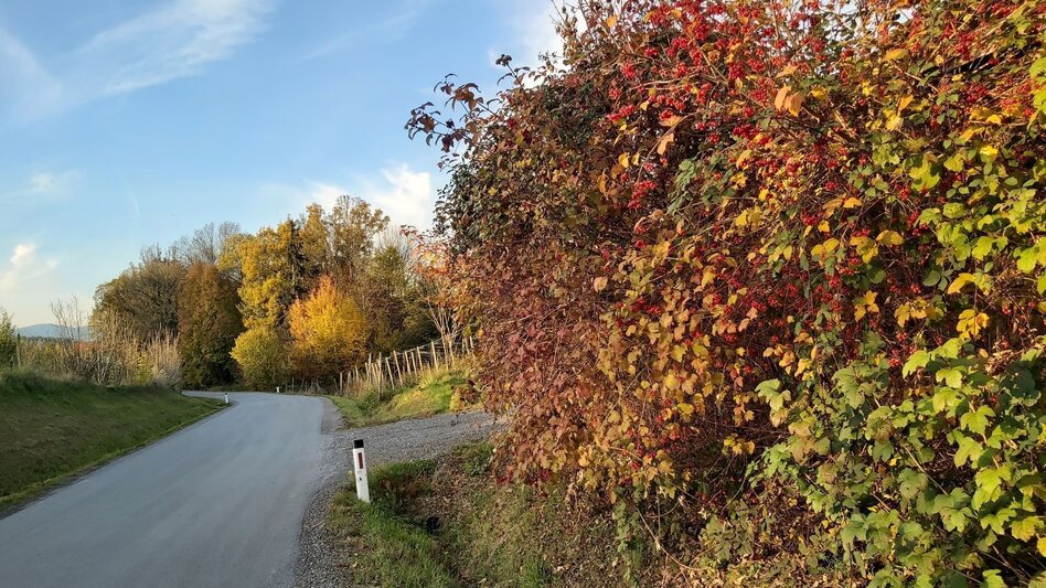 Bike Riding Obstland Tour, Weiz - Pischelsdorf - Touren-Impression #2.15 | © Oststeiermark Tourismus