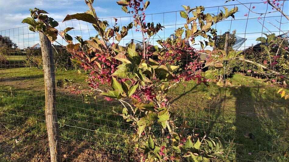 Bike Riding Obstland Tour, Weiz - Pischelsdorf - Touren-Impression #2.16 | © Oststeiermark Tourismus
