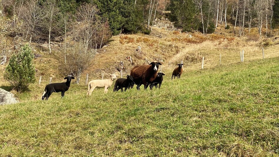 Wanderung Höhenweg Fleiß - Touren-Impression #2.4 | © Erlebnisregion Schladming-Dachstein