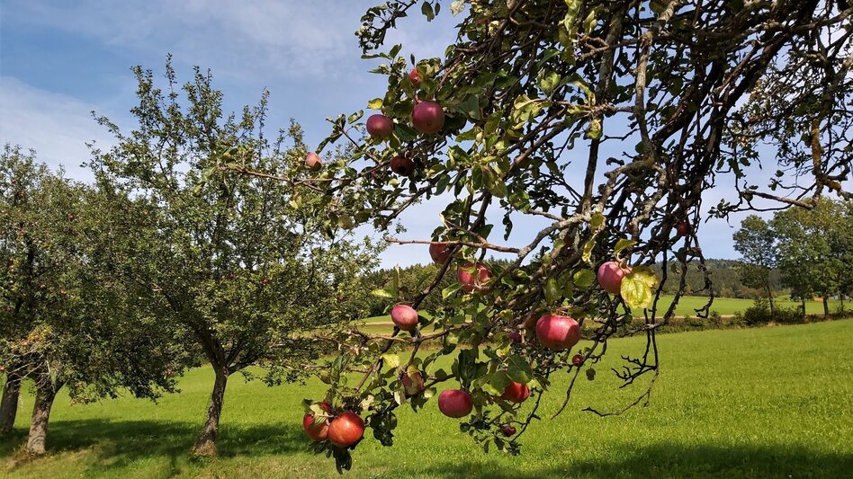 Bike Riding Flora circuit, Pöllau - Pöllauberg - Touren-Impression #2.5 | © Oststeiermark Tourismus