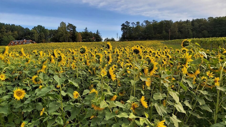 Radfahren Land-Stadt-Runde, Pöllau - Hartberg - Touren-Impression #2.6 | © Oststeiermark Tourismus