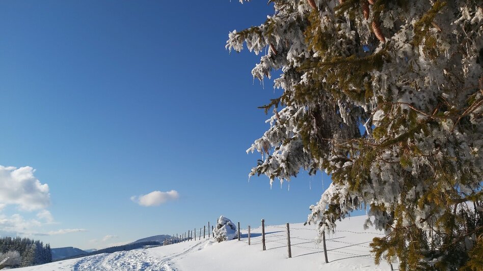 Winter Hiking Snowshoe hike on Plankogel, Sommeralm - Touren-Impression #2.3 | © Oststeiermark Tourismus