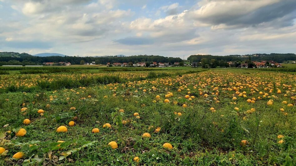 Bike Riding Raabklamm family tour, St. Ruprecht an der Raab - Weiz - Touren-Impression #2.3 | © Oststeiermark Tourismus