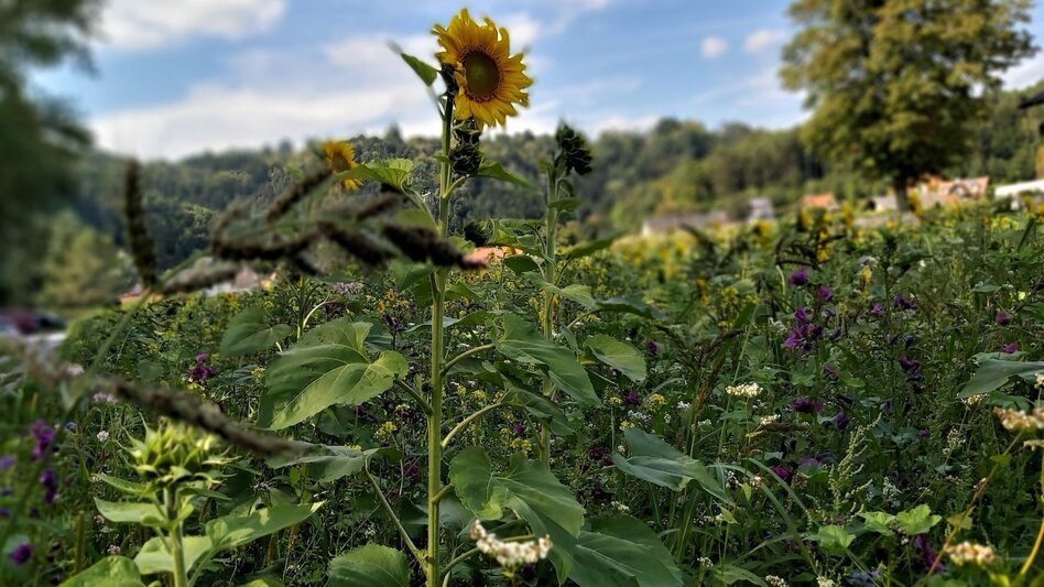 Bike Riding Raabklamm family tour, St. Ruprecht an der Raab - Weiz - Touren-Impression #2.13 | © Oststeiermark Tourismus